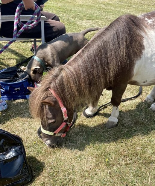 Pony at Tenchley Manor