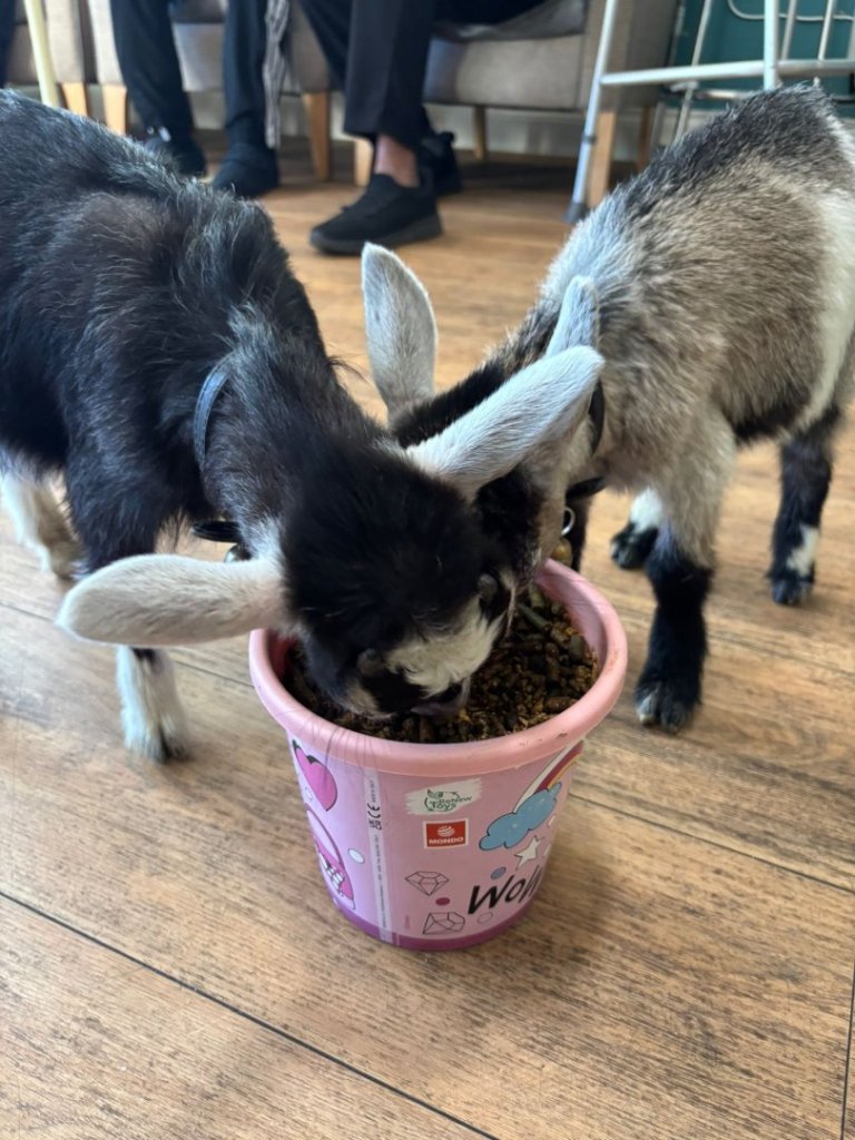 Pygmy goats visiting Barking Hall Nursing Home during care home animal visit in Suffolk